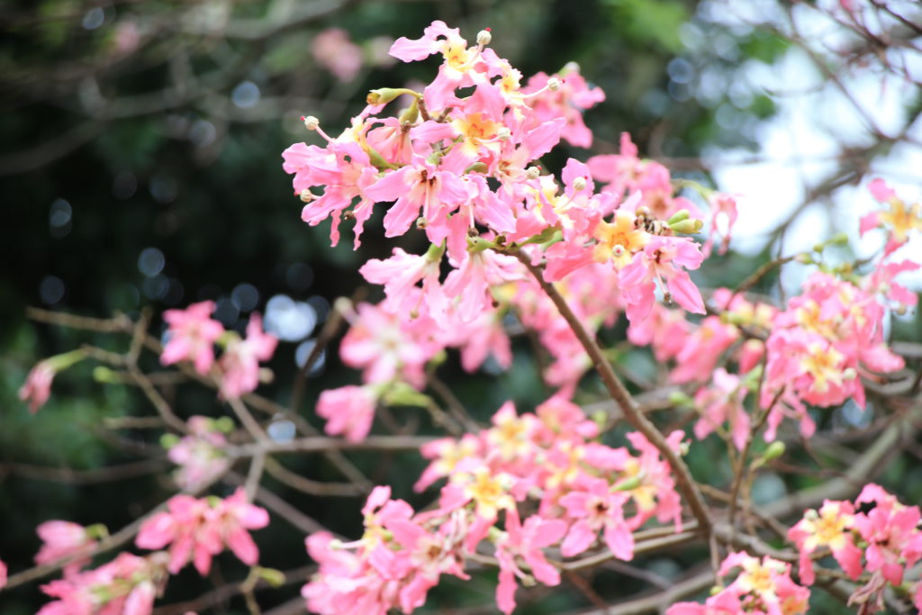伊是名酒造　トックリキワタの花